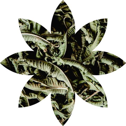 2. Heilkräuter